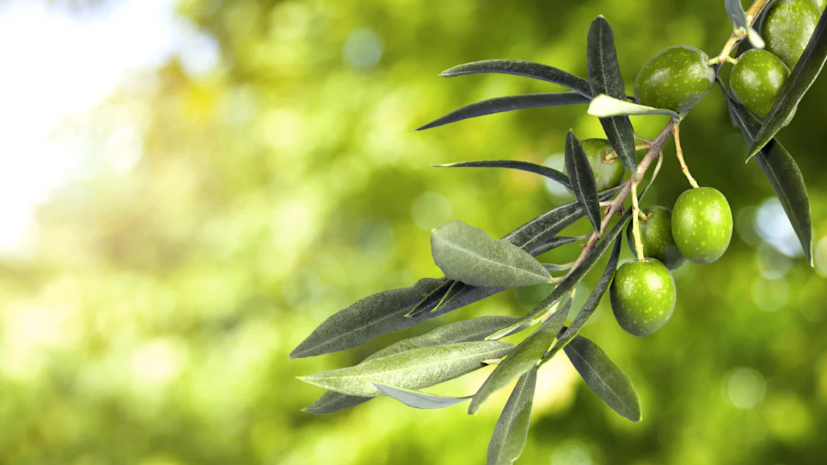 Unveiling the Beauty Secret: Plant-Based Squalane in Makeup