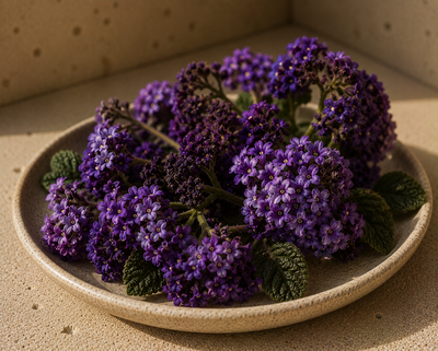 Heliotrope