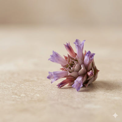 Pineapple Blossom